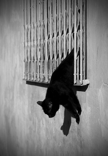 escape-cat-1